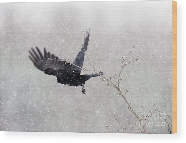 Bird Wood Print featuring the photograph Winter Crow by Carien Schippers