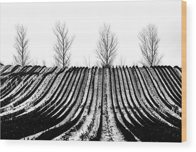 Winter Wood Print featuring the photograph Winter fields by Mike Santis