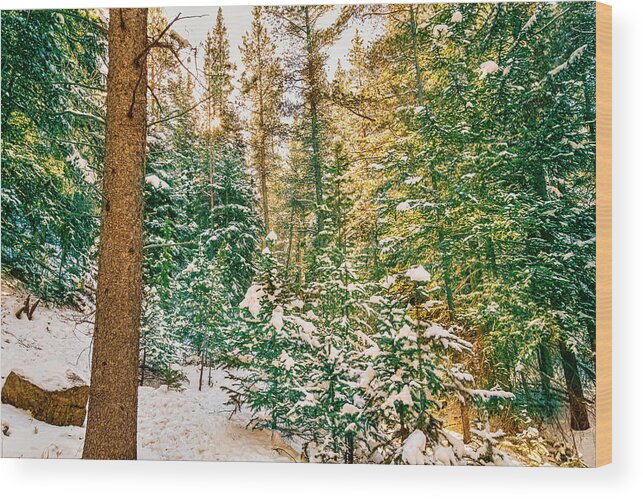 Winter Wood Print featuring the photograph Winter Forest Golden Light by James BO Insogna