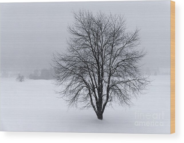 Winter Wood Print featuring the photograph Winter in New England by David Rucker