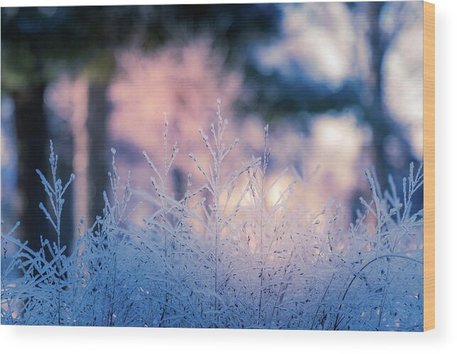 Winter Wood Print featuring the photograph Winter Morning Light by Allin Sorenson