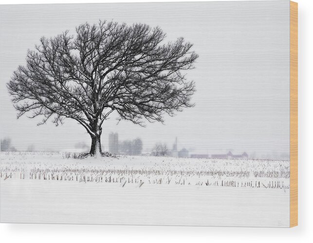 Oak Winter Snow Field Blizzard White Farm Rural Wi Wisconsin Stubble Stoughton Madison Silo Barn Bins Elevator Corn Wood Print featuring the photograph One Last Snowfall - Lone Oak in Snow and corn stubble near Stoughton WI by Peter Herman