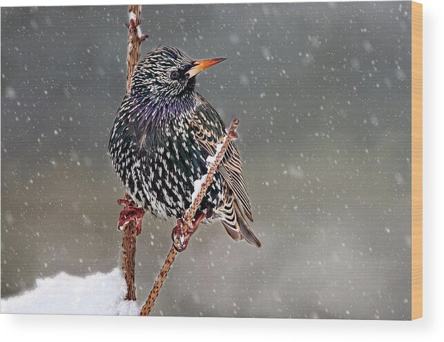 Starling Wood Print featuring the photograph Winter Starling 2 by Cathy Kovarik