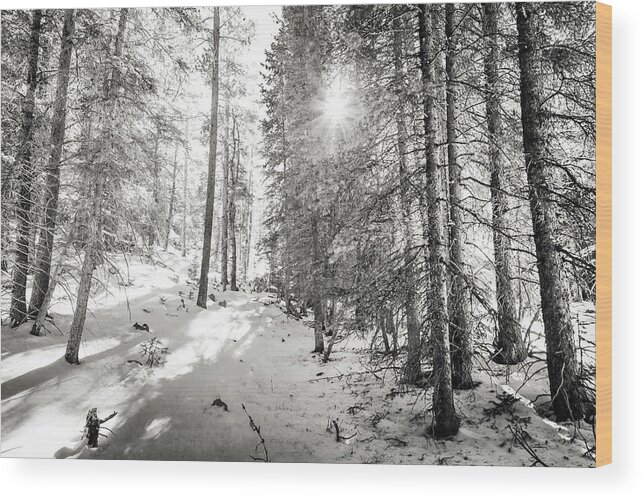 Backcountry Wood Print featuring the photograph Winter Sunshine Forest Shades Of Gray by James BO Insogna