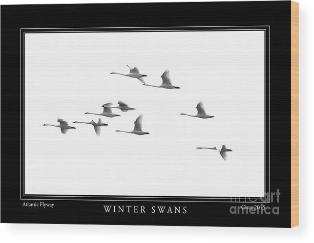 Swans Wood Print featuring the photograph Winter Swans by Gene Bleile Photography 