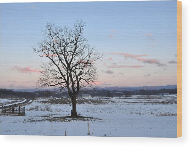 Photograph Wood Print featuring the photograph Winter Tree by Steven Barrett