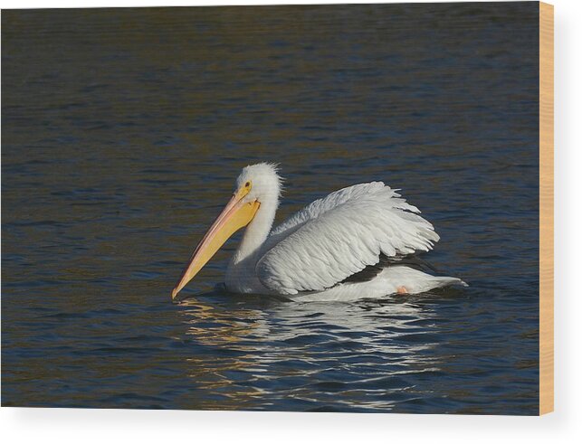 American White Pelican Wood Print featuring the photograph Winter White by Fraida Gutovich