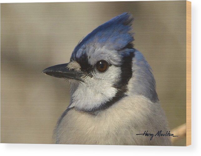 Bird Wood Print featuring the photograph Winters Friend by Harry Moulton