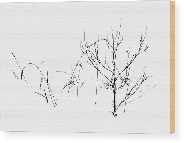 Minimalism Wood Print featuring the photograph Winter's Garden by Debbie Oppermann