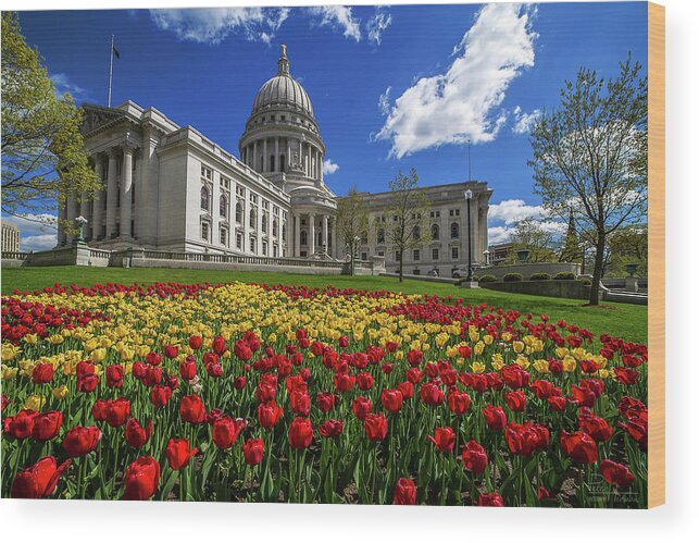 Wisconsin Capitol Wi Madison State Capitol Spring Tulips Blooming Architecture Dome Wood Print featuring the photograph Capitol Splendor #1 - Wisconsin Capitol, Madison with the famous tulip foreground by Peter Herman