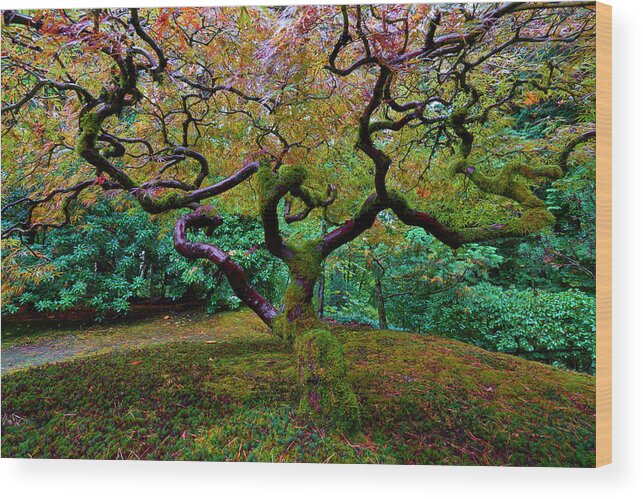 Japanese Maple Wood Print featuring the photograph Wisdom Tree by Jonathan Davison