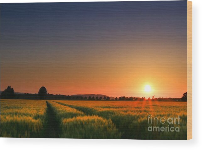 Cornfield Wood Print featuring the photograph Wish You Were Here by Franziskus Pfleghart