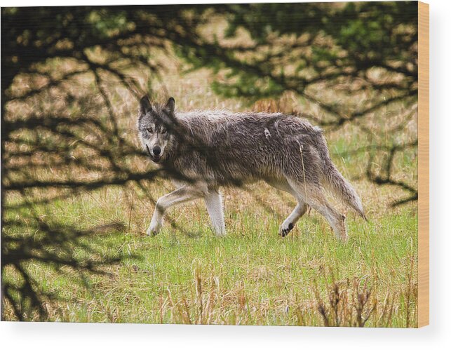 Truly Wild (nonb-captive) Wood Print featuring the photograph Wolf 373M through the Trees by Mark Miller