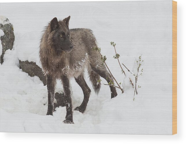Grey Wolf Wood Print featuring the photograph Wolf Medicine by Sandy Sisti