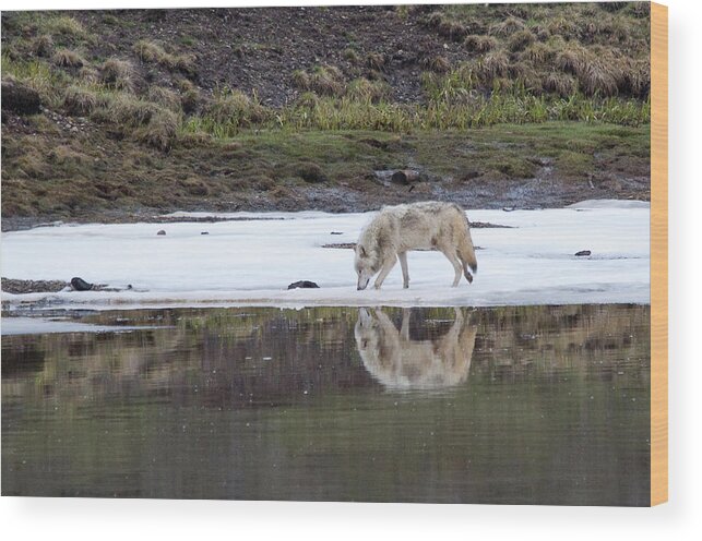 Yellowstone Wood Print featuring the photograph Wolflection by Steve Stuller