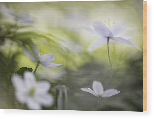 Anemone Wood Print featuring the photograph Wood anemone spring flower paradise by Dirk Ercken