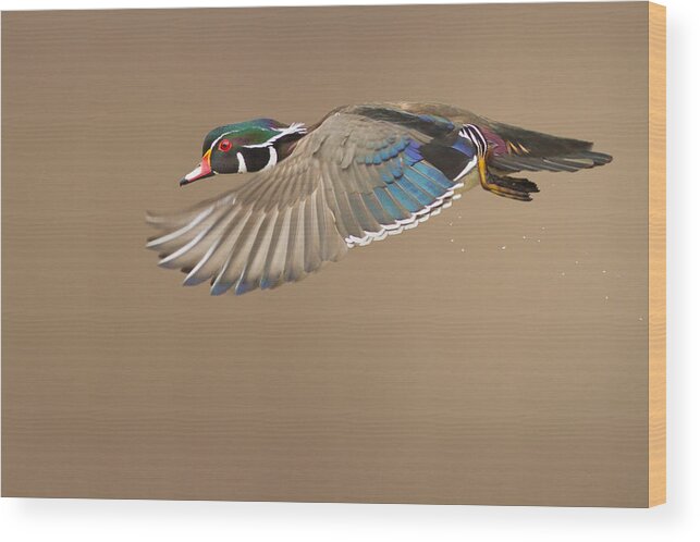 Duck Wood Print featuring the photograph Wood Duck by Mircea Costina