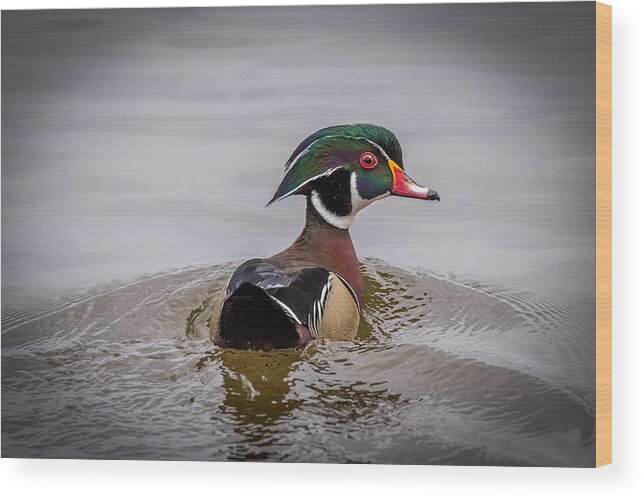 Duck Wood Print featuring the photograph Wood Duck by Paul Freidlund