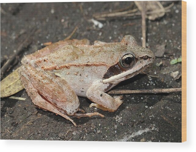 Wood Frog Wood Print featuring the photograph Wood Frog by Doris Potter
