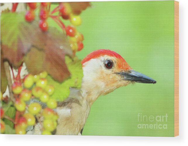 Autumn Wood Print featuring the photograph Woodpecker Peeking Out by Max Allen