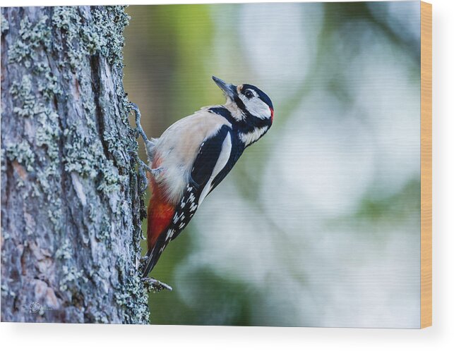 Great Spotted Woodpecker Wood Print featuring the photograph Woodpecker, the Great Spotted by Torbjorn Swenelius