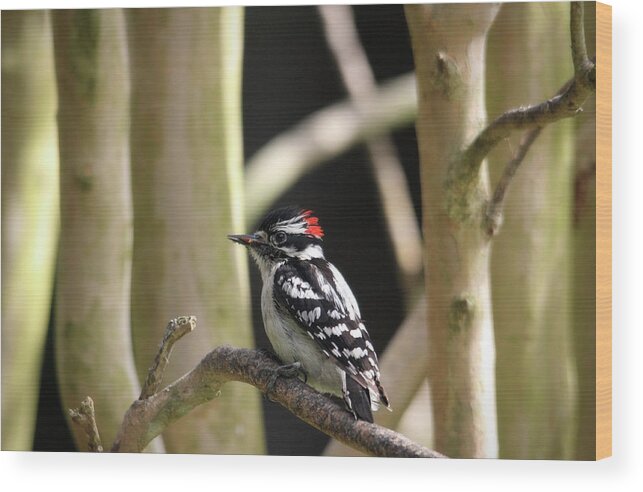 Birds Wood Print featuring the photograph Downy Woodpecker by Trina Ansel