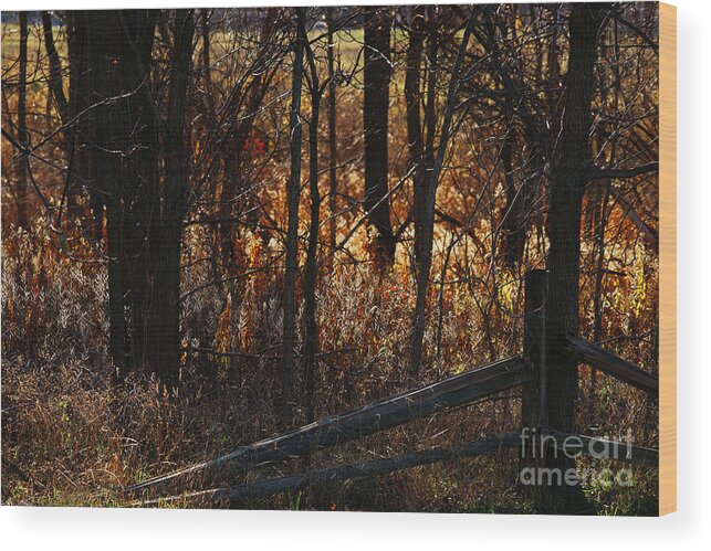 Michigan Wood Print featuring the photograph Woods - 1 by Linda Shafer