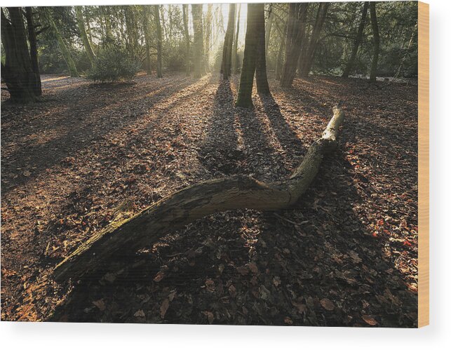 Woods Wood Print featuring the photograph Woods by David Harding