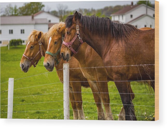 Horses Wood Print featuring the photograph Workhorse Trio by Kevin Craft