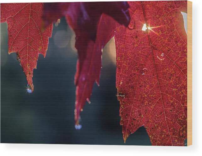 Maple Leaf Fall Color Sun Water Droplet Horizontal Orange Sunburst Wet Rain Wood Print featuring the photograph World in a droplet by Peter Herman