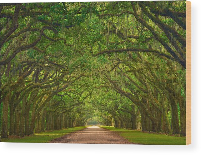 Arch Wood Print featuring the photograph Wormsloe Plantation by Chris Moore