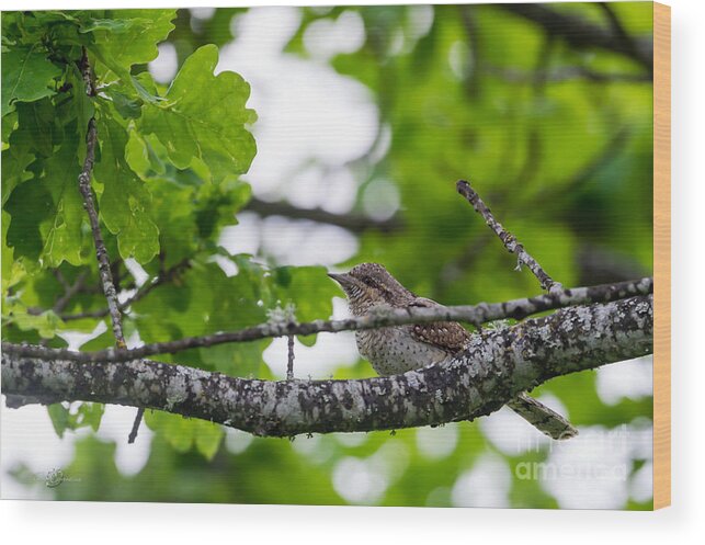 Wryneck Wood Print featuring the photograph Wryneck by Torbjorn Swenelius