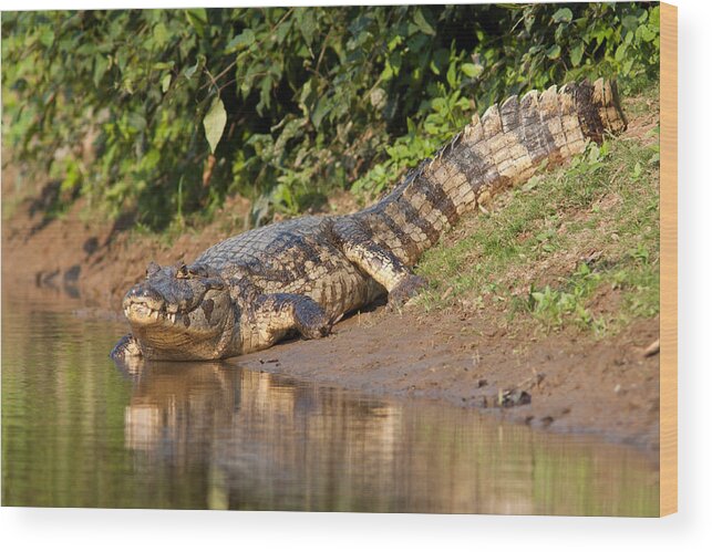 Alligator Wood Print featuring the photograph Alligator Crawling into Yakuma River by Aivar Mikko