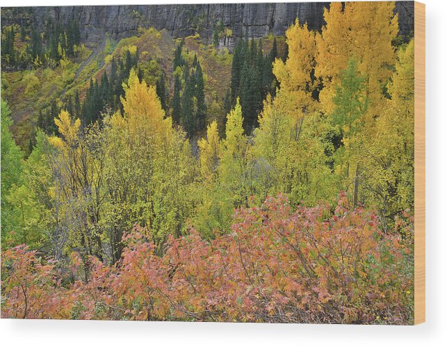 Colorado Wood Print featuring the photograph Yankee Boy Basin Road by Ray Mathis