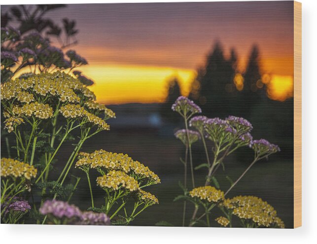 Sunset Wood Print featuring the photograph Yarrow at Sunset by Robert Potts