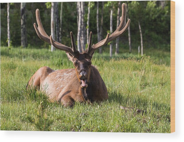 Bull Elk Wood Print featuring the photograph Yawning Bull Elk by Mindy Musick King