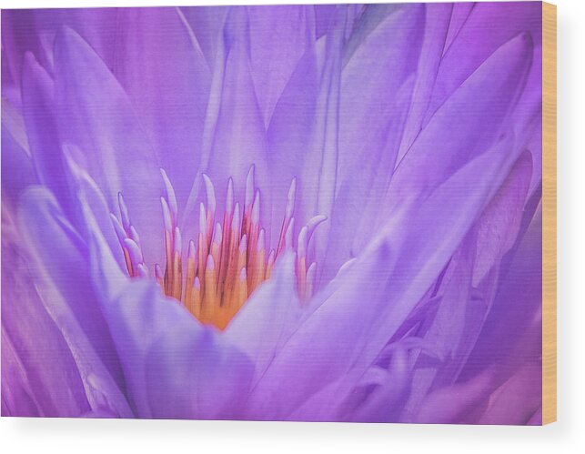 Lily Wood Print featuring the photograph Yearning For Sun by Elvira Pinkhas
