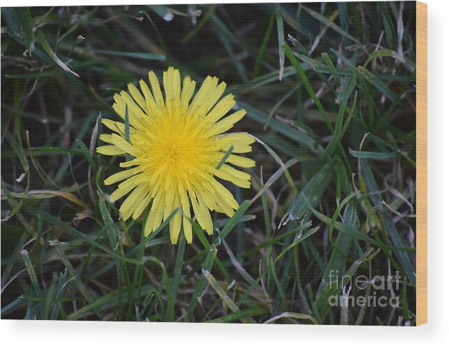 Yellow Flower Wood Print featuring the photograph Yellow and Green by Daniel Shearer