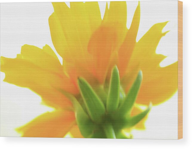 Flowers Wood Print featuring the photograph Yellow and Green by Roger Mullenhour