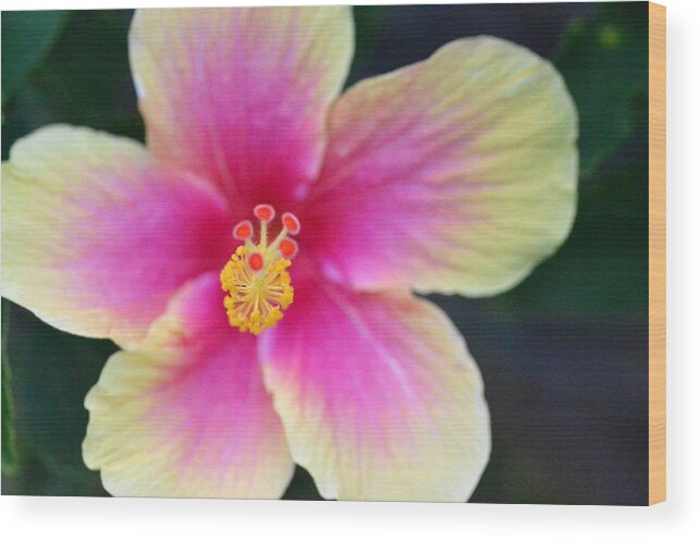 Flower Wood Print featuring the photograph Yellow and Pink Hibiscus 2 by Amy Fose