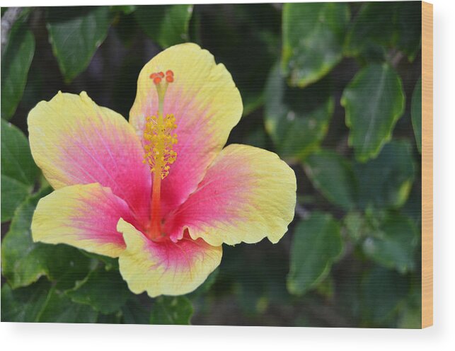 Flower Wood Print featuring the photograph Yellow and Pink Hibiscus 1 by Amy Fose