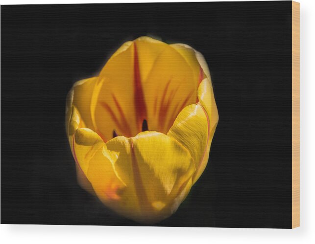 Jay Stockhaus Wood Print featuring the photograph Yellow and Red Tulip by Jay Stockhaus