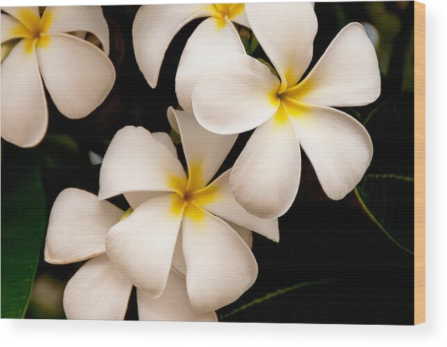 Yellow And White Plumeria Flower Frangipani Wood Print featuring the photograph Yellow and White Plumeria by Brian Harig