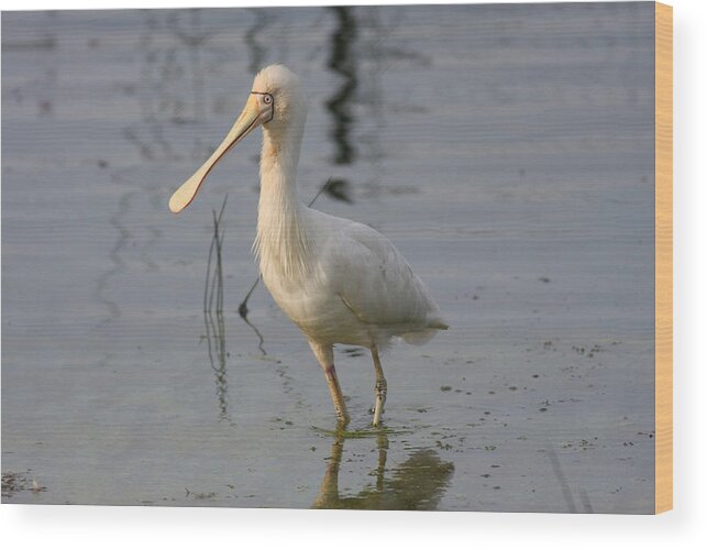 Spoonbill Wood Print featuring the photograph Yellow-billed Spoonbill by Tony Brown