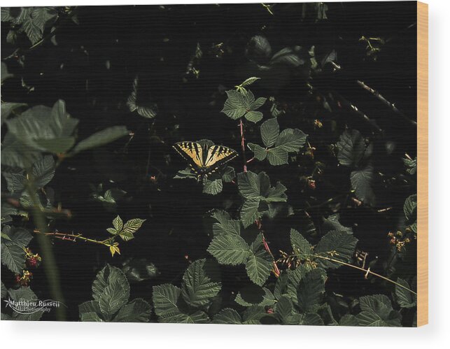  Wood Print featuring the photograph Yellow Butterfly by Matthieu Russell