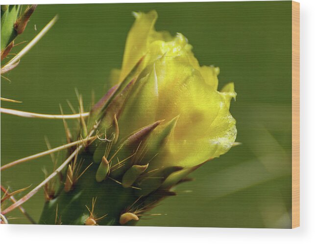 Yellow Wood Print featuring the photograph Yellow Cactus Flower by Douglas Killourie