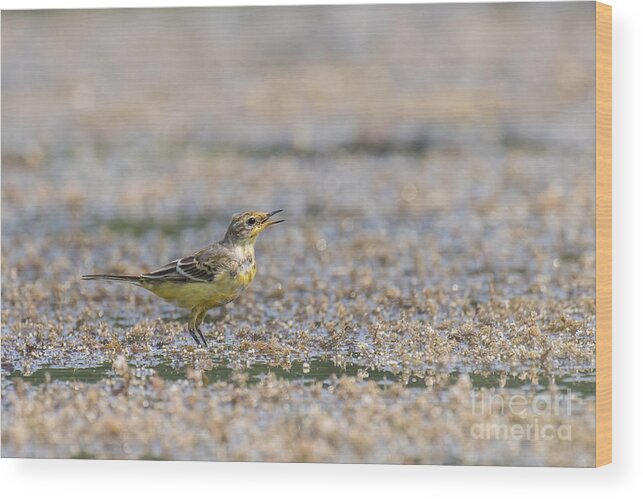 Animal Wood Print featuring the photograph Yellow crowned wagtail juvenile by Jivko Nakev