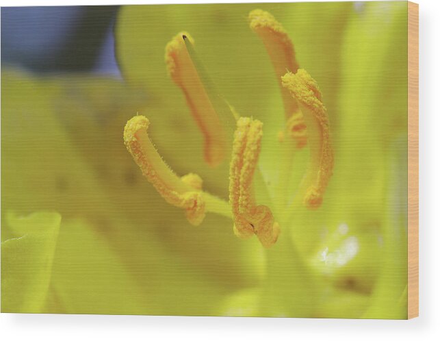 Yellow Wood Print featuring the photograph Yellow flower macro by Paul Cowan