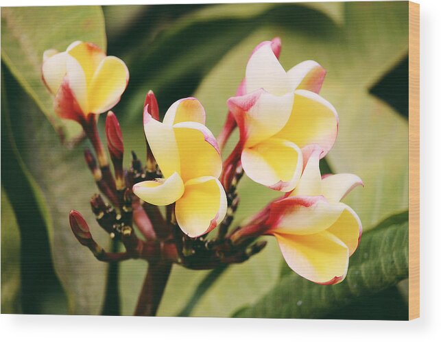 #flower #yellow #lanzarote #spain Wood Print featuring the photograph Yellow flower by Martina Uras