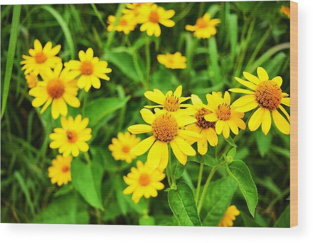 Yellow Flowers Wood Print featuring the photograph Yellow Flowers No. 2 by Sandy Taylor